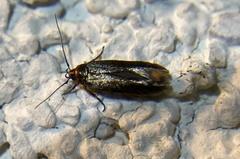 Chrysopeleiinae