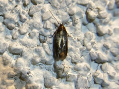 Chrysopeleiinae