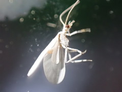 Coniopterygidae