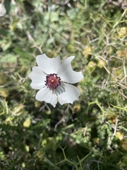 Ranunculus asiaticus