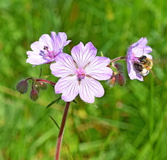 Geranium tuberosum