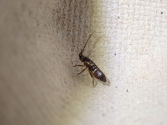 Collembola