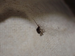 Collembola