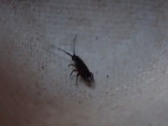 Collembola