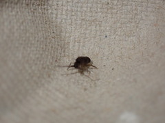 Collembola