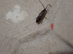 Collembola