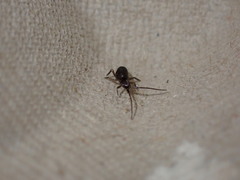 Collembola