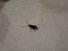 Collembola