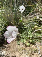 Ranunculus asiaticus