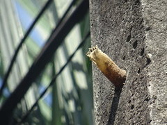 Nannotrigona