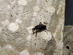 Homoeogryllus adunctus