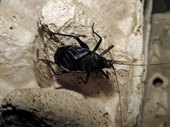 Homoeogryllus adunctus