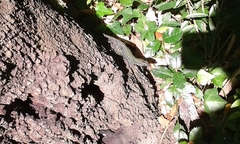 Podarcis muralis