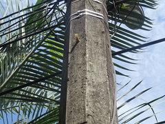 Nannotrigona