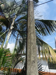 Nannotrigona