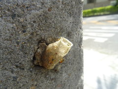 Tetragonisca