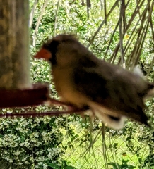 Cardinalis cardinalis image
