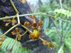 Cyrtochilum cimiciferum