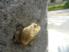 Tetragonisca