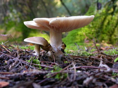 Pluteus tomentosulus