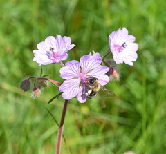Geranium tuberosum