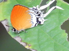 Eooxylides tharis distanti