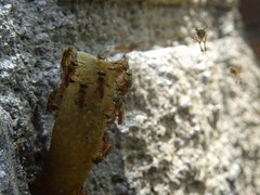 Tetragonisca