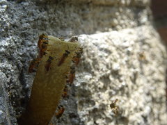 Tetragonisca