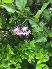 Solanum dulcamara