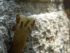 Tetragonisca