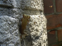Tetragonisca