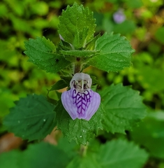 Hygrophila difformis