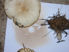 Pluteus tomentosulus