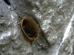 Nannotrigona
