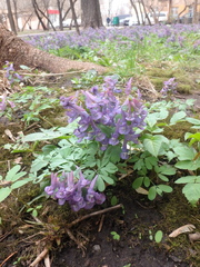 Corydalis solida
