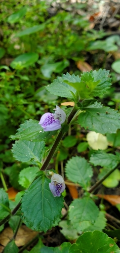 Water-Wisteria (Hygrophila difformis)