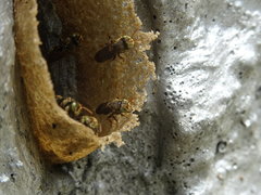 Nannotrigona