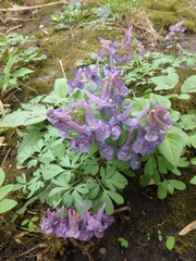 Corydalis solida
