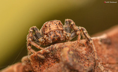 Holopelus albibarbis
