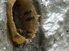 Nannotrigona