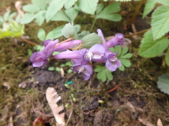Corydalis solida