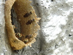 Nannotrigona