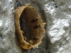 Nannotrigona