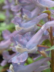 Corydalis solida