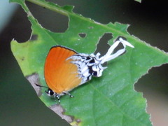 Eooxylides tharis distanti