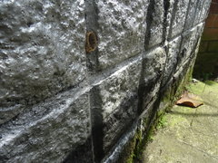 Nannotrigona