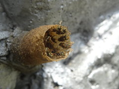 Nannotrigona