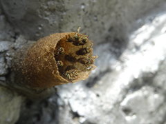 Nannotrigona