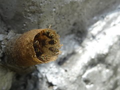 Nannotrigona