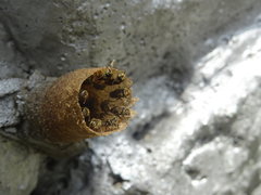 Nannotrigona